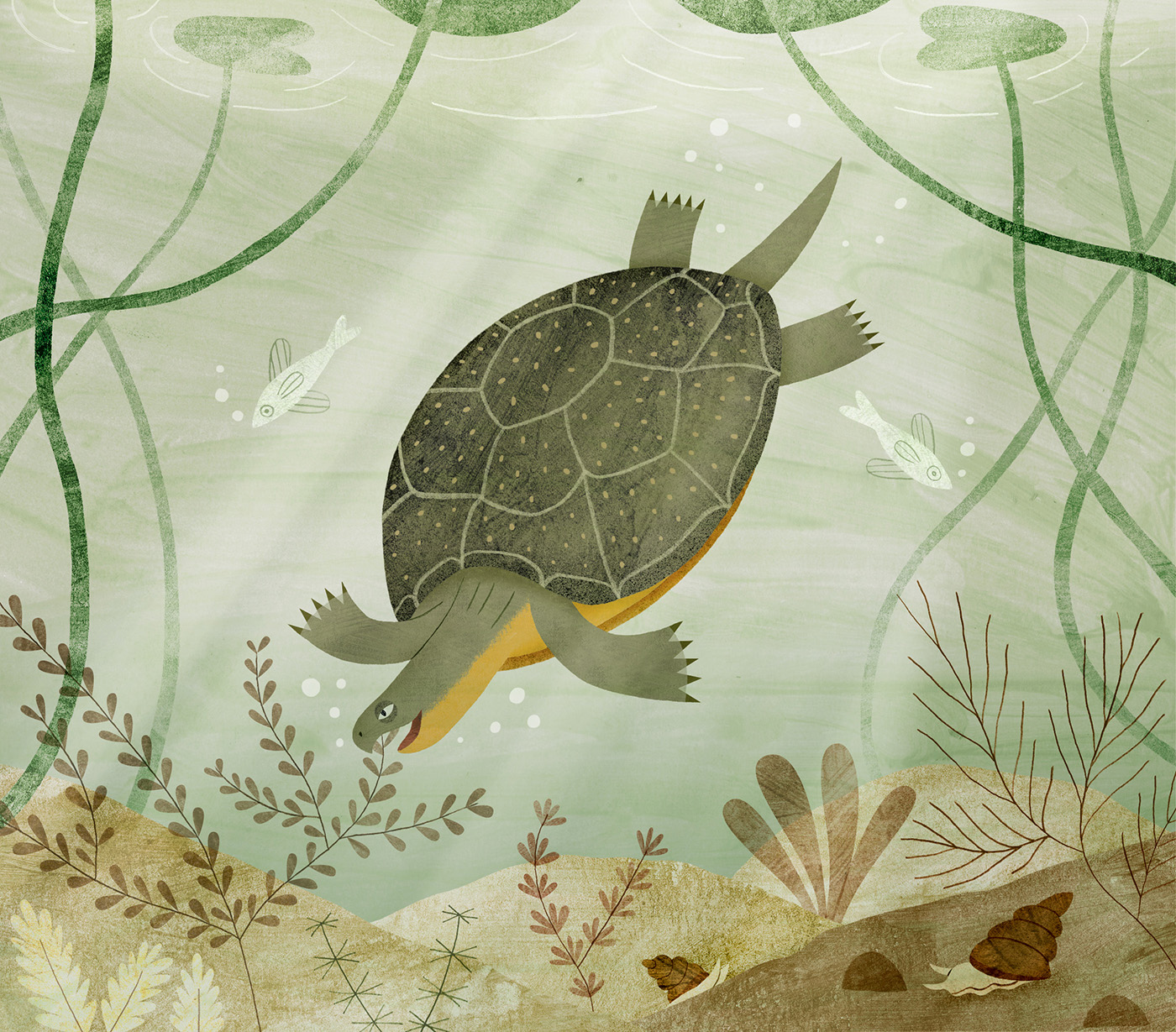 A Turtle's Dangerous Journey (Amicus Publishing)