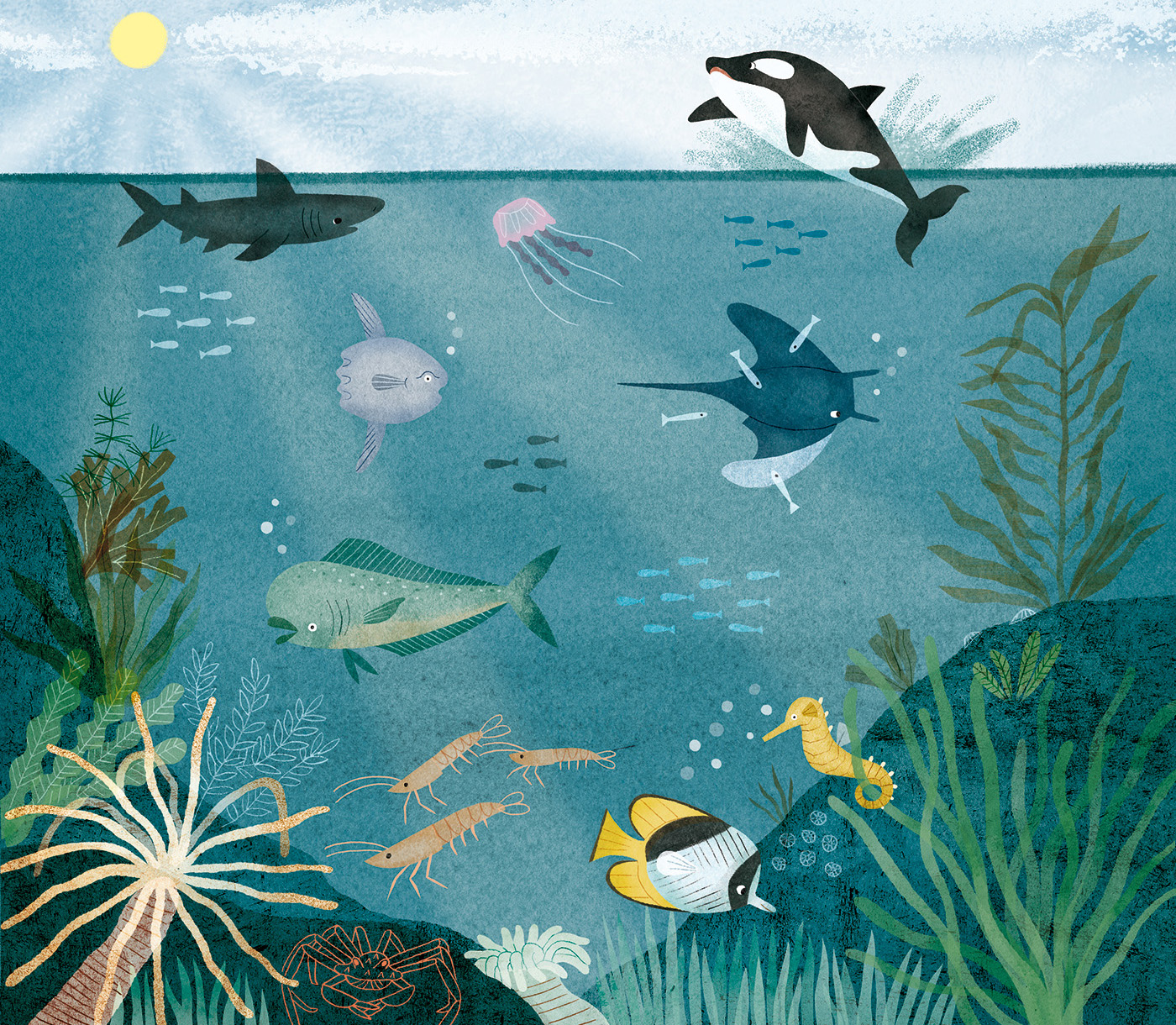 How Deep in the Ocean?: Ocean Animal Habitats (Amicus Publishing)