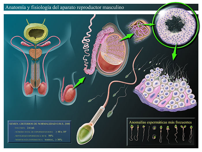 Anatomia i fisiologia de l'aparell reproductor humà