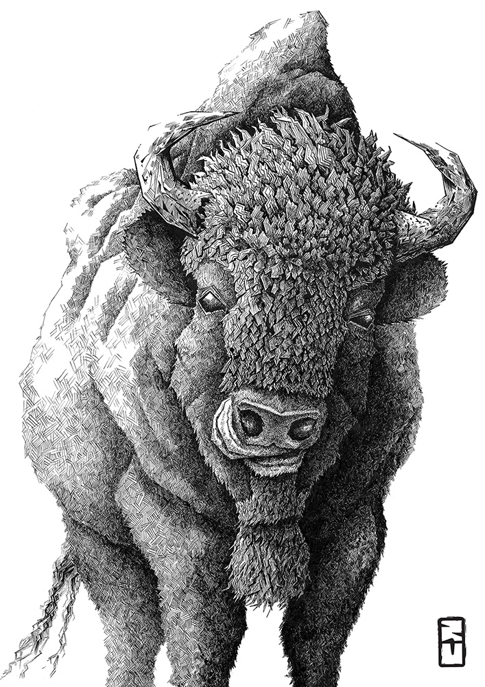 Bison bonasus