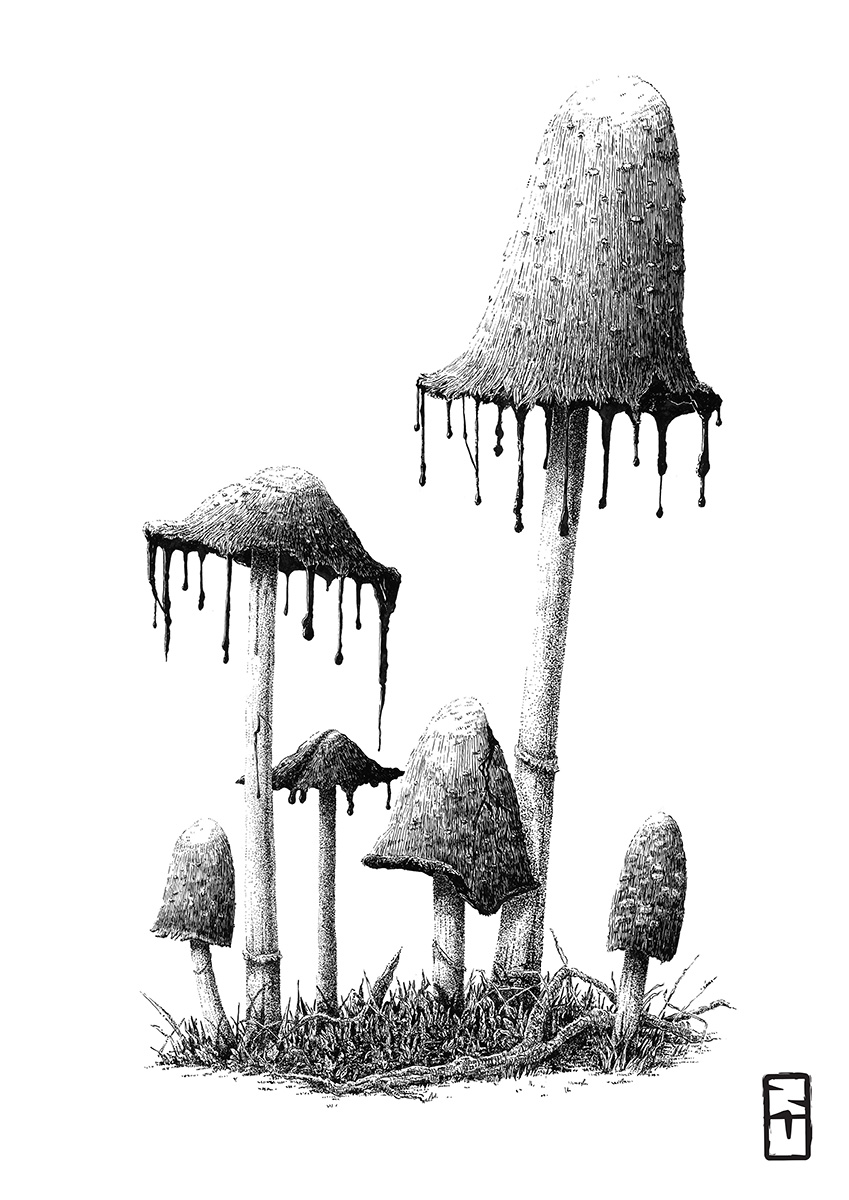 Coprinus comatus